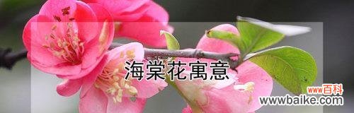 颜色为语，花开诗意 海棠花的花语