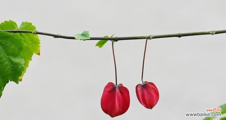 以不同颜色的风铃花传递的花语和内涵 风铃花的花语之色彩奇观