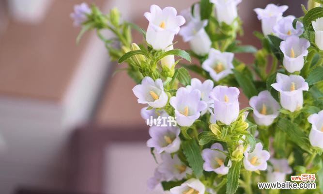 探寻风铃草的花语,每种颜色传递着不同的情感与寓意 风铃草的花语与多彩世界