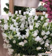 探寻风铃草的花语，每种颜色传递着不同的情感与寓意 风铃草的花语与多彩世界