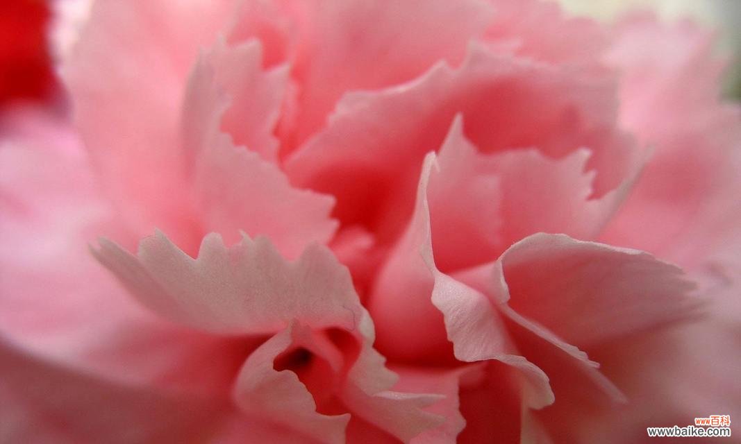 以不同颜色康乃馨的花语为主题的深度解读 绽放芬芳，康乃馨花语揭秘