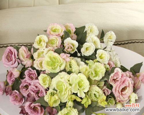 探寻桔梗花色的深意与传递的情感 缤纷桔梗花语