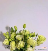 探寻桔梗花色的深意与传递的情感 缤纷桔梗花语