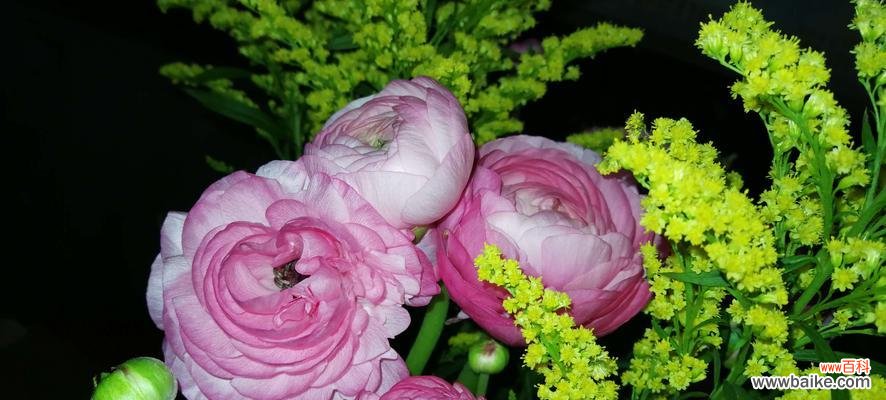 花色花香言辞，亦有千般情趣 花色与花语——揭秘不同颜色花毛茛的意义