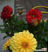 花色花香言辞，亦有千般情趣 花色与花语——揭秘不同颜色花毛茛的意义