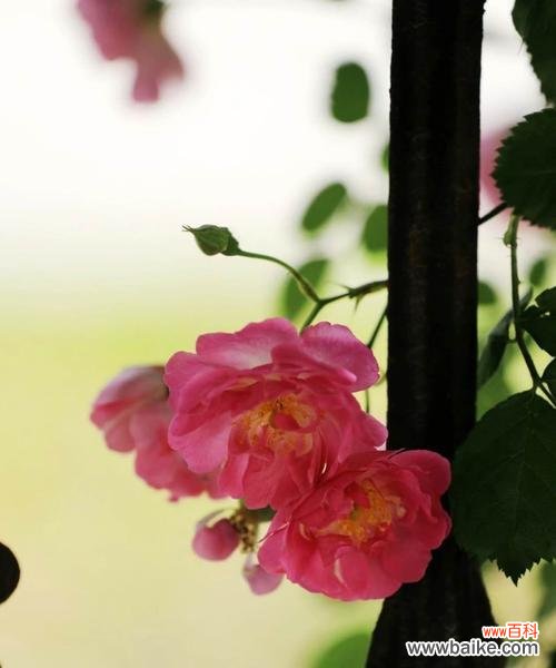 探寻蔷薇花不同颜色的神秘密码 蔷薇花的花语之不同颜色的含义
