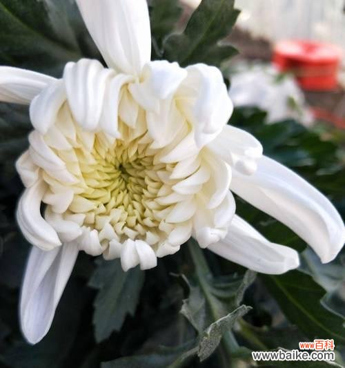 以白菊花为载体的情感表达和哲学思考 白菊花的象征意义及文化传承