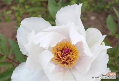 探寻白牡丹花所代表的美好与意义 白牡丹花的寓意与象征