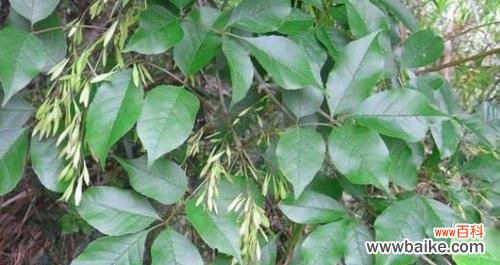 探索白蜡树的风水秘密 白蜡树的风水寓意与摆放位置