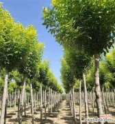 揭秘白蜡树的神奇寓意与作用 白蜡树风水之谜