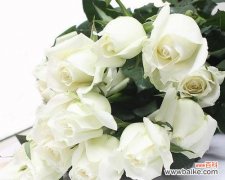 美丽而纯洁的爱的象征 白玫瑰花的深意