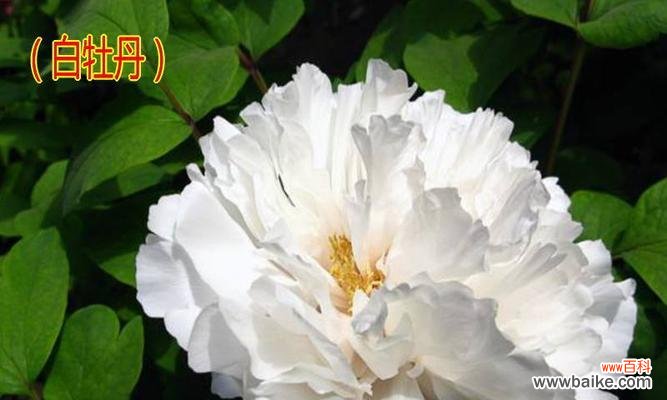 探索白牡丹花在风水中的重要性 白牡丹花的风水寓意与作用