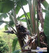 美丽绽放的白鸟花 白鸟开花