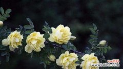 探索白蔷薇的深刻象征 白蔷薇的花语及其意义