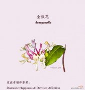 探索白蔷薇花语的浪漫寓意 白蔷薇花语与其代表的意义