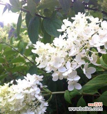 深入解读白色花的寓意与表达方式 白色花的象征意义与美学价值