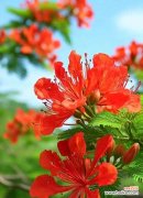 象征离开的花是什么？