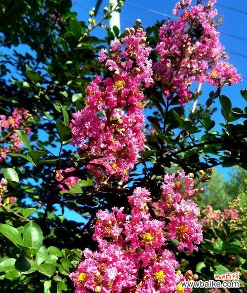 象征离开的花是什么？