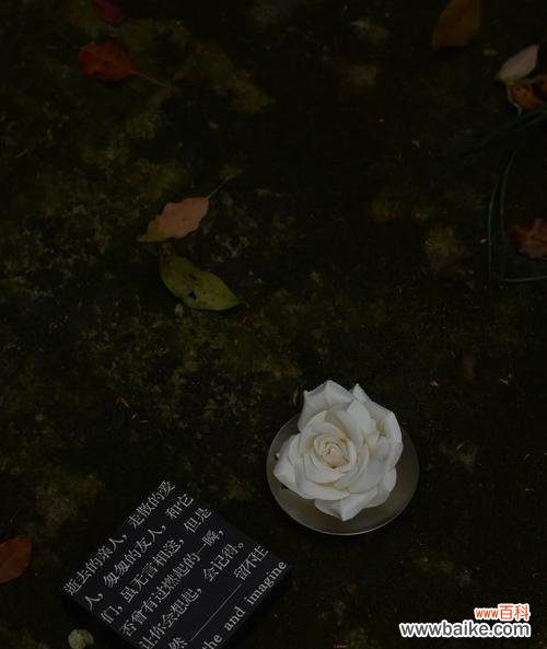 象征离开的花是什么？