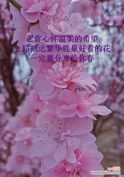 哪些花象征开朗温柔？选择它们有什么好处？