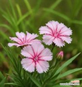 哪些花象征开朗温柔？选择它们有什么好处？