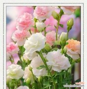 洋桔梗代表什么？它的花语能否揭示其温柔之美？