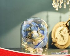 星辰大海花的含义是什么？星辰大海花象征着什么？