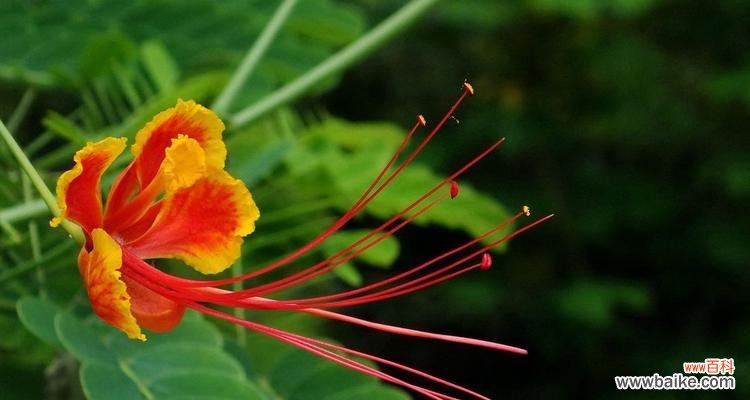 如何理解花的语言?