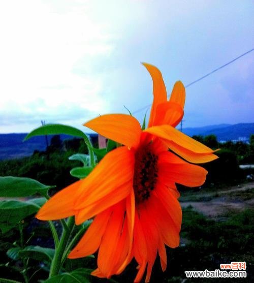 探索太阳花颜色所代表的不同寓意 以不同颜色太阳花的花语