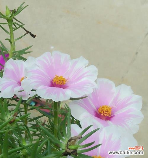 探索太阳花颜色所代表的不同寓意 以不同颜色太阳花的花语