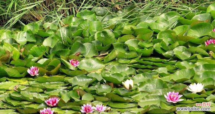 通过睡莲的花语揭示不同颜色背后的情感与寓意 睡莲的花语