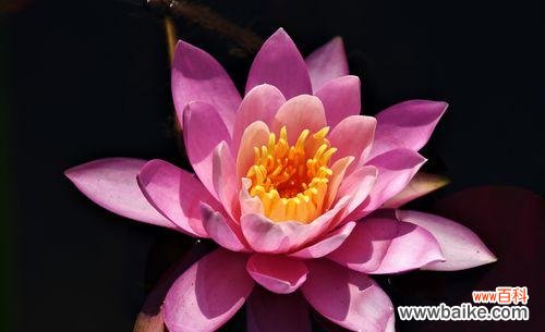 通过睡莲的花语揭示不同颜色背后的情感与寓意 睡莲的花语