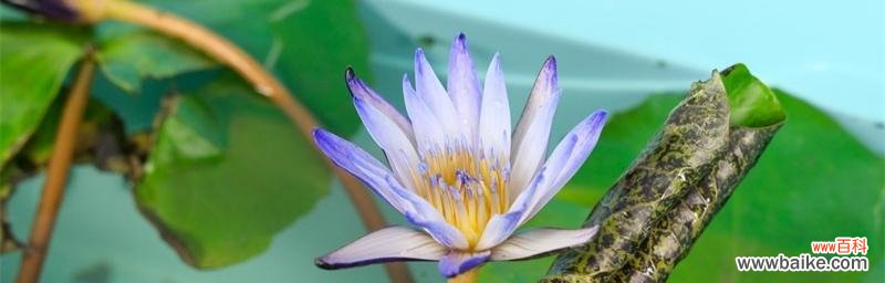 通过睡莲的花语揭示不同颜色背后的情感与寓意 睡莲的花语