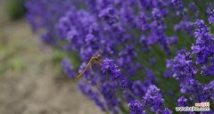 用不同颜色的薰衣草解读心灵的呼唤 薰衣草花语