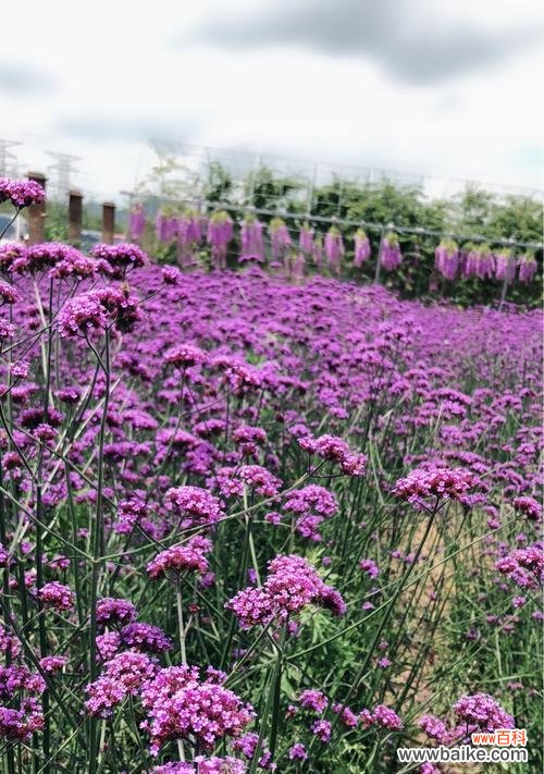 用不同颜色的薰衣草解读心灵的呼唤 薰衣草花语