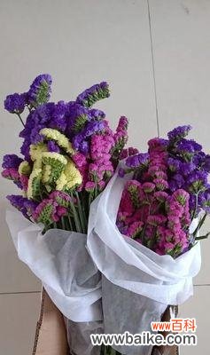 以不同颜色勿忘我解读真爱、纯洁和思念 勿忘我的花语之多彩缤纷