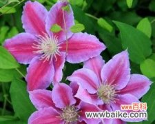 用不同颜色的铁线莲诉说爱与希望 铁线莲花语——花开世界之美