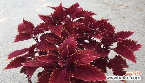 营造美好居家环境的秘诀，彩叶草给你带来好运 以彩叶草的风水寓意和摆放位置