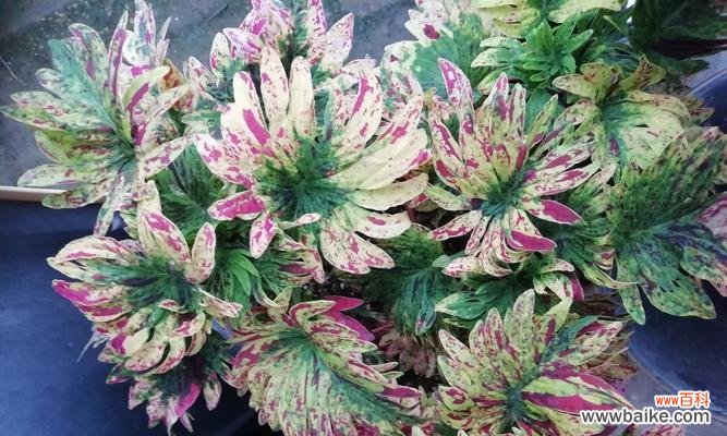 营造美好居家环境的秘诀，彩叶草给你带来好运 以彩叶草的风水寓意和摆放位置