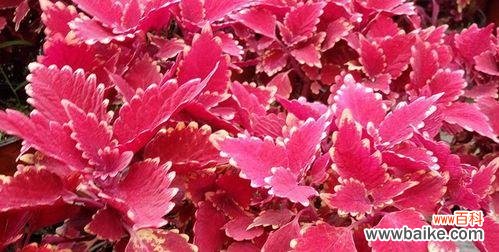 营造美好居家环境的秘诀，彩叶草给你带来好运 以彩叶草的风水寓意和摆放位置