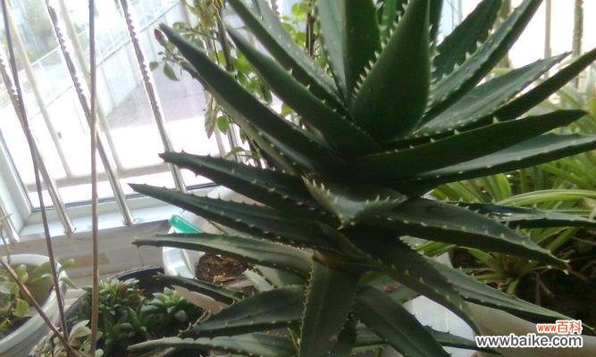 探秘不夜城芦荟的奇妙之处 不夜城芦荟能开花吗？开花预示着什么寓意？