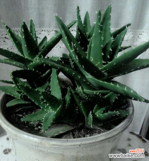 探秘不夜城芦荟的奇妙之处 不夜城芦荟能开花吗？开花预示着什么寓意？