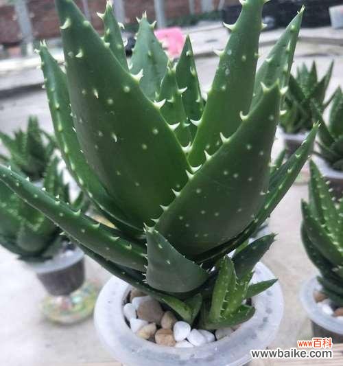 探秘不夜城芦荟的奇妙之处 不夜城芦荟能开花吗？开花预示着什么寓意？