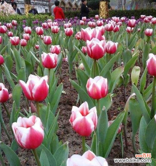 探寻郁金香花语中不同颜色的隐含含义 郁金香花语的多彩意义