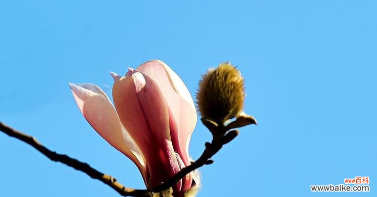 解读玉兰花色彩传递的情感和寓意 玉兰花的花语之不同颜色的意义