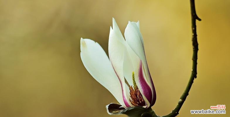 解读玉兰花色彩传递的情感和寓意 玉兰花的花语之不同颜色的意义