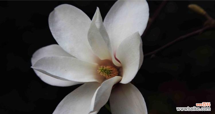 解读玉兰花色彩传递的情感和寓意 玉兰花的花语之不同颜色的意义