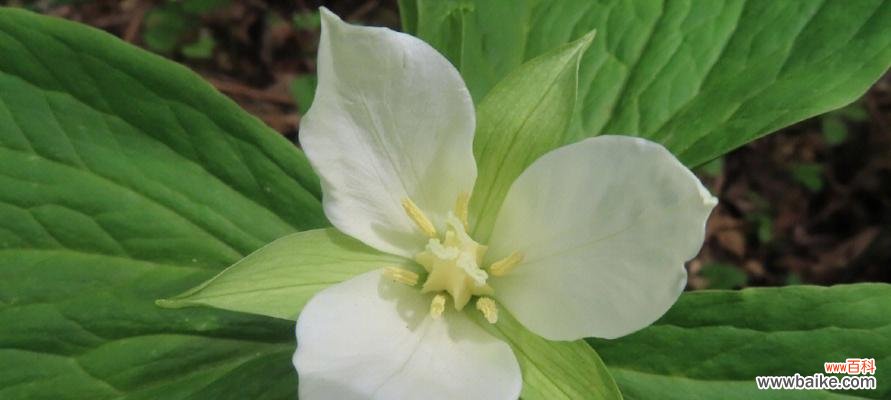 探索草本植物的种类与功能 了解草本植物