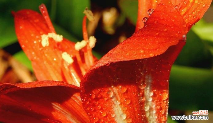 探索草本植物的种类与功能 了解草本植物
