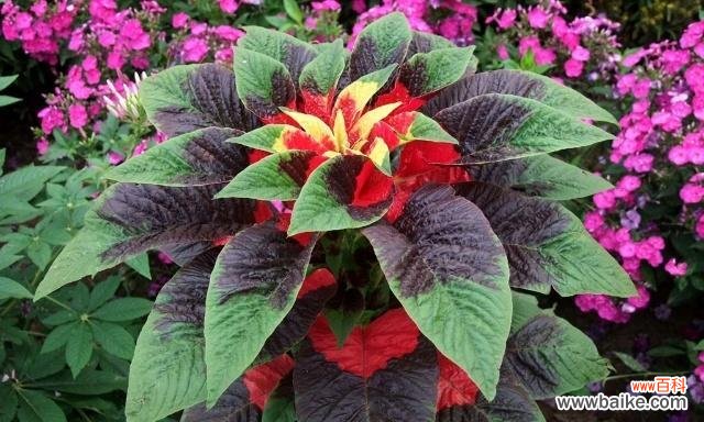 探秘彩叶草开花的神奇之处 彩叶草开花的花语与寓意